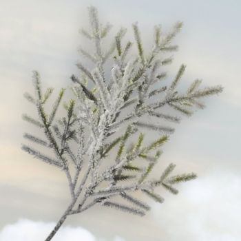 КОЛЕДНА КЛОНКА ЗАСКРЕЖЕНА ЕЛХА - ГОРА У ДОМА