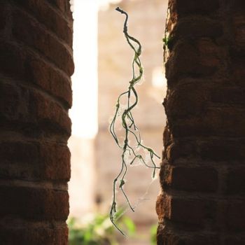 КЛОН - 80СМ  ЗЕЛЕНО-КАФЯВ  ЗА ДЕКОРАЦИЯ 