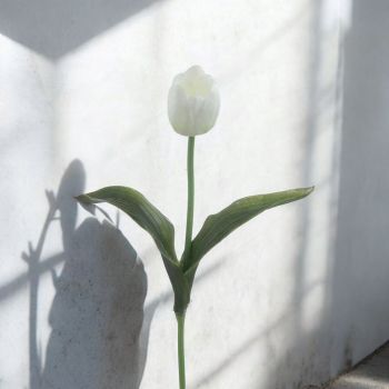 СТРЪК БЯЛО ЛАЛЕ