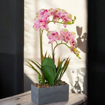 ИЗКУСТВЕНА АРАНЖИРОВКА ОРХИДЕИ 