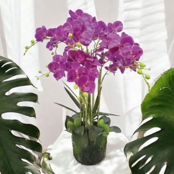 ИЗКУСТВЕНИ ОРХИДЕИ В ОРАНЖИРОВКА 80см - НЕЖНОСТ И КРАСОТА