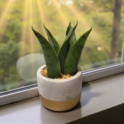 ИЗКУСТВЕНО РАСТЕНИЕ В КАШПА  15 СМ