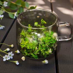 ТЕРМО ЧАША С ДВОЙНИ СТЕНИ - ПРИРОДА В АКВАРИУМ