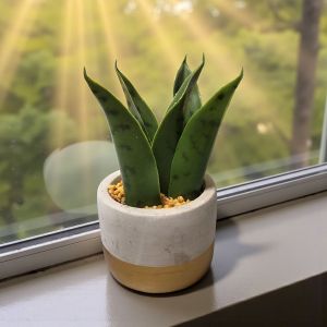 ИЗКУСТВЕНО РАСТЕНИЕ В КАШПА  15 СМ